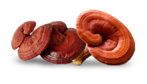 nam linh chi co tac dung gi