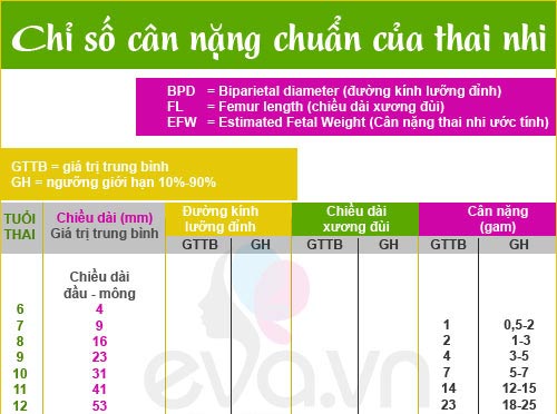 chieu-dai-dau-mong-theo-tuan