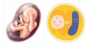 chieu-dai-thai-nhi-theo-tuan