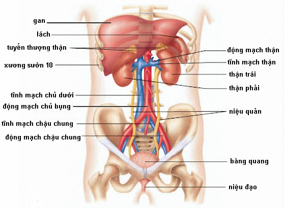 vi tri co quan trong o bung