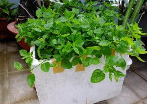 rau ngot-nhat