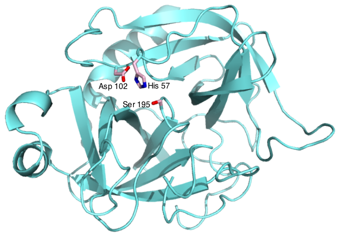 thuoc chymotrypsin