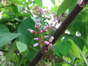 cách chữa mề đay bằng lá khế