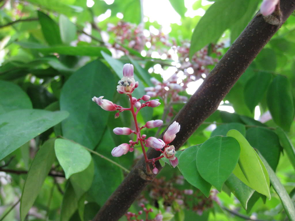 cách chữa mề đay bằng lá khế