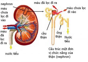 Quá trình lọc máu ở thận