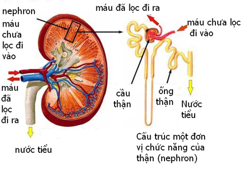 Quá trình lọc máu ở thận