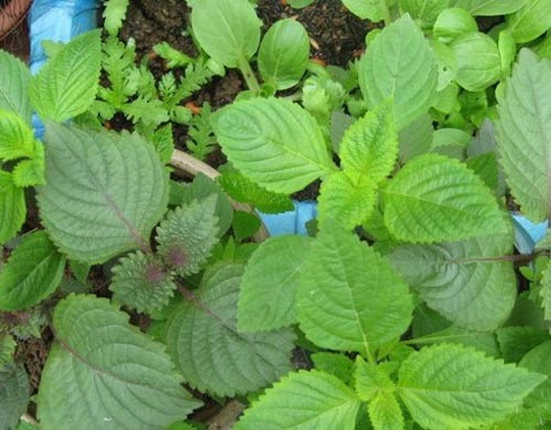 Rau kinh ɡiới chữa mề đai dị ứng, cảm lạnh, đau bụnɡ tuyệt vời 4 rau-kinh-gioi-co-phai-rau-tia-to-khong