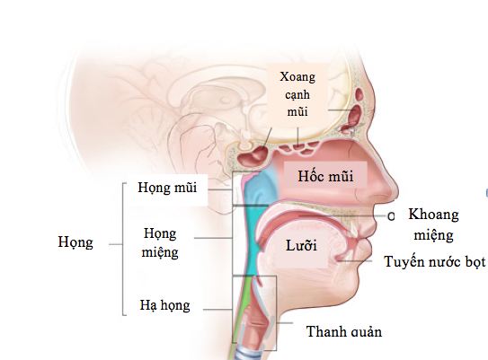 tai mui hong