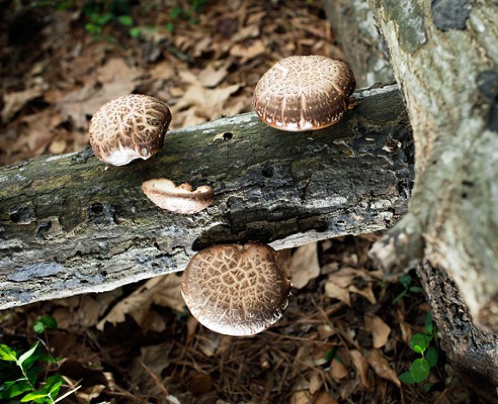 nam shiitake