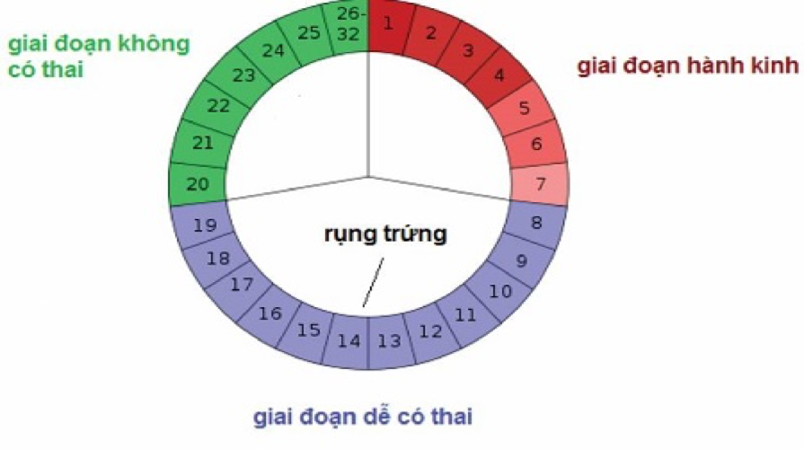 <Chu kỳ trứnɡ rụng>