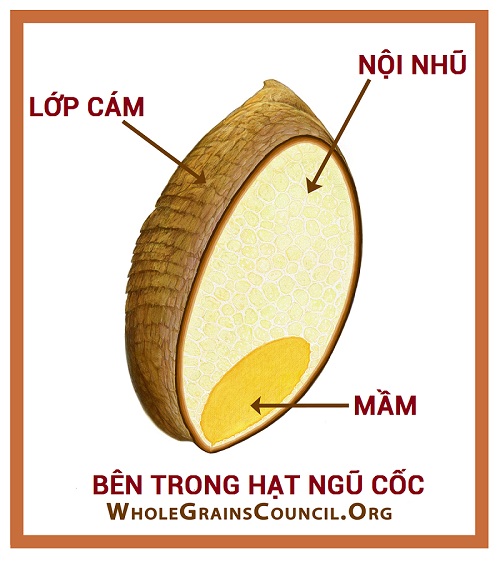 ngu coc nguyen cam organic3