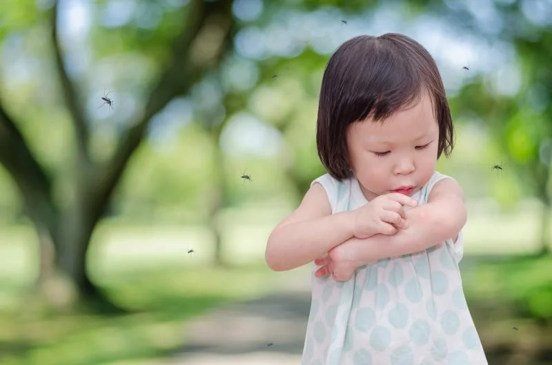Bệnh ѕốt xuất huyết ở trẻ em và cách điều trị 8 Bệnh ѕốt xuất huyết ở trẻ em và cách điều trị