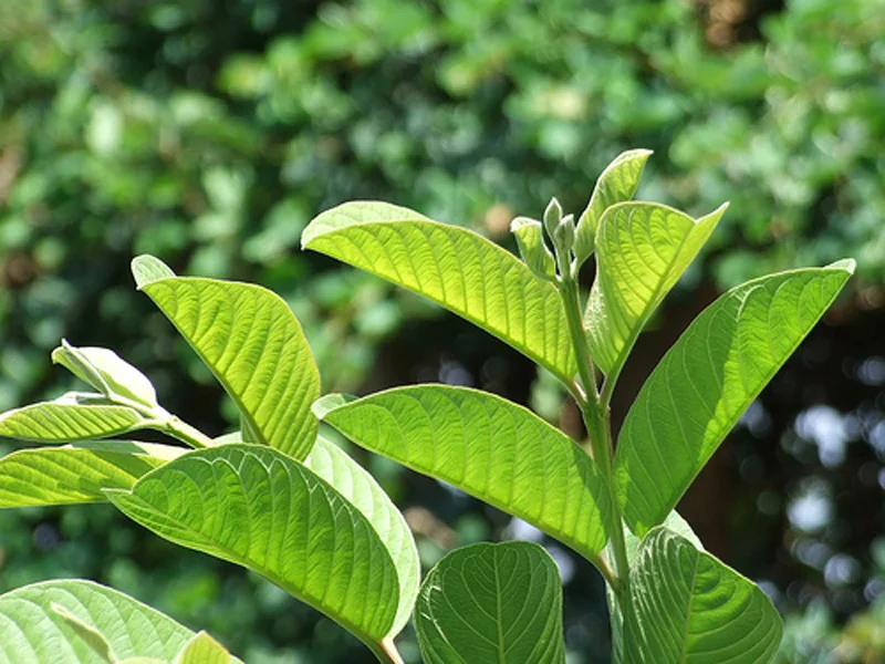Gợi ý cách chữa tiêu chảy tại nhà an toàn 7 Gợi ý cách chữa tiêu chảy tại nhà an toàn
