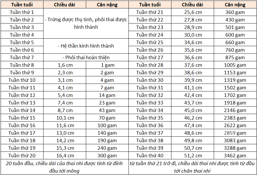 Chế độ dinh dưỡng giúp cân nặng thai nhi chuẩn theo tuần tuổi