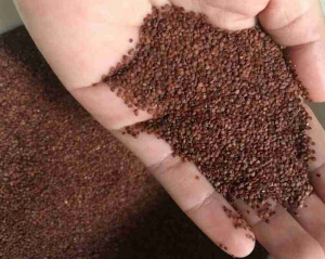 Những tác dụng tuyệt vời từ hạt ngũ hoa