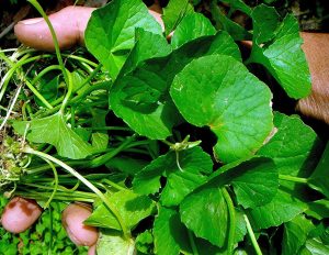 Một số lưu ý khi sử dụng nước rau má