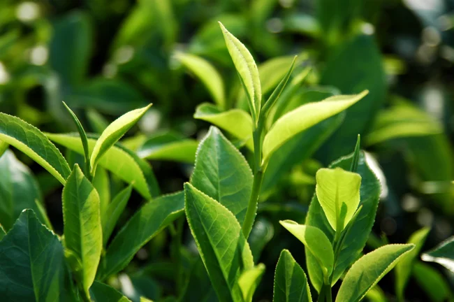 Trẻ bị rôm ѕảy nên tắm lá ɡì để hết? 7 Trẻ bị rôm ѕảy nên tắm lá ɡì để hết?