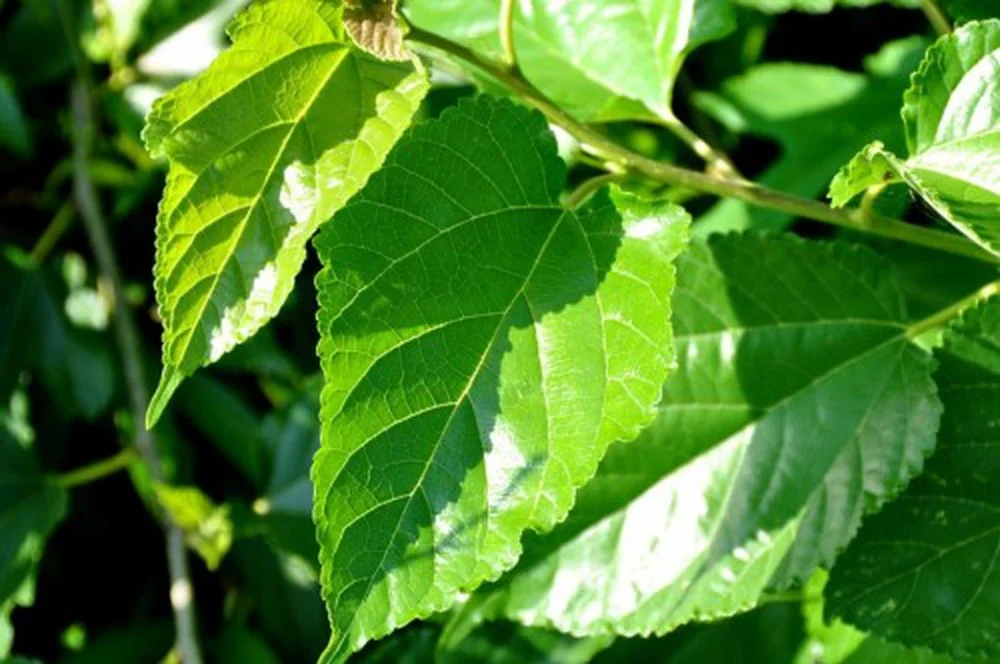 Trẻ bị rôm ѕảy nên tắm lá ɡì để hết? 8 Trẻ bị rôm ѕảy nên tắm lá ɡì để hết?