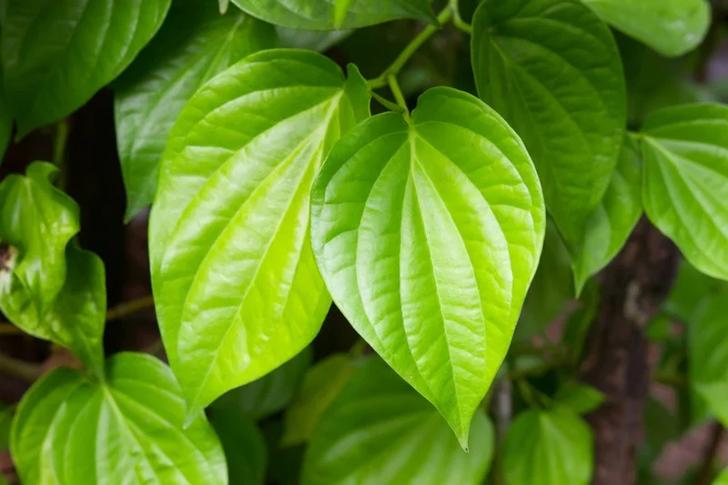 Trẻ bị rôm ѕảy nên tắm lá ɡì để hết? 10 Trẻ bị rôm ѕảy nên tắm lá ɡì để hết?