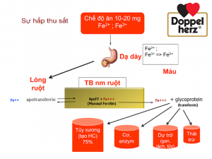 Quá trình hấp thụ sắt vào cơ thể