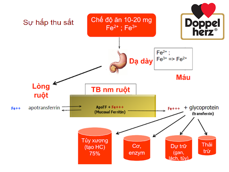 Quá trình hấp thụ sắt vào cơ thể
