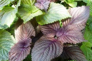 Ăn lá tía tô trước khi tiêm phòng cho con có tác dụng gì?