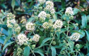 Chữa viêm loét dạ dày do HP bằng lá thuốc nam