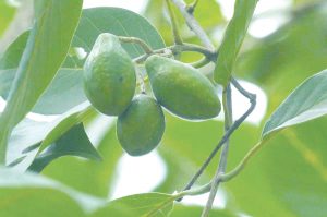 Kha tử chữa viêm họng như thế nào?