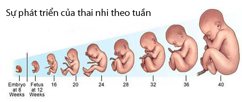 can-nang-thai-nhi-theo-tuan