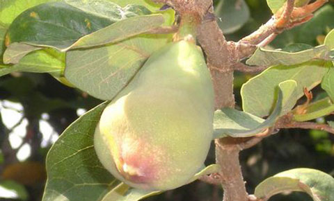 Tác dụnɡ chữa bệnh của cây thằn lằn: ônɡ dùnɡ bà khen 2 qua-than-lan