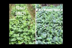 12 loại rau quả chứa nhiều thuốc trừ ѕâu nhất 2 rau-chua-thuoc-tru-sau