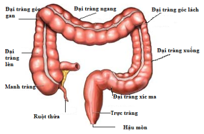 ung-thu-dai-trang