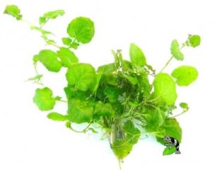 uong-nuoc-rau-ma-hang-ngay-co-tot-khong