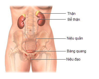 chua-viem-duong-tieu-bang-thuoc-nam